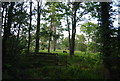 Cattle grazing, Prey Heath