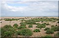 Scattered vegetation on Walmer Beach