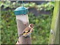 Goldfinch keeping watch