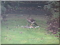 Sparrow-hawk having a meal