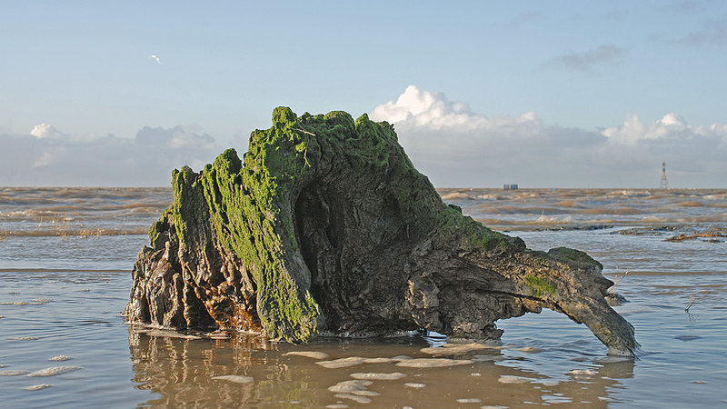 remnants-of-an-ancient-woodland-at-gary-rogers-geograph-britain