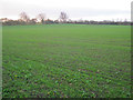 Arable land near Ladbroke - 1