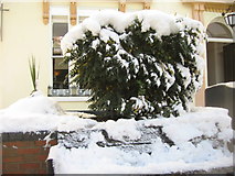 SU6351 : Snow clad shrub - London Street by ad acta