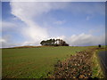 Clump of trees near Michaelston-y-Fedw