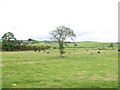 Farmland Towards Forge Burn