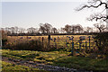 Sheep in field west of Cutlers Farm