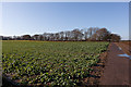 Crops and Woodland strip