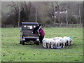 Feeding the sheep, Steeple Langford