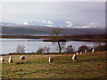 Sheep at Shinness, Loch Shin