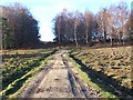 Track beside Longdown Inclosure