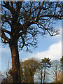 Muchall Park trees in Penn, Wolverhampton