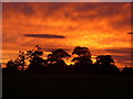 Sunset and tree silhouette west of Gipping