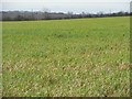 Cereal crop south of New Lane