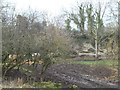 Face of former quarry, Newthorpe