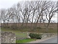 Trees along a nameless drain, off Steeton Way