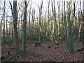 Fallen tree in The Tolt