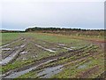 Damp field near Highfield Farm