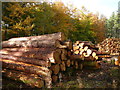 Log stacks and autumn colours