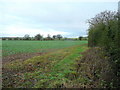 Field edge near Colethrop