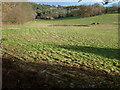 SU9839 : Fields near Marepond Farm by Dave Spicer
