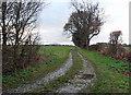 Bridleway, hedges, field and in the distance the Wrekin