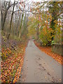 Autumn colours on lane below Kites Hill near Painswick