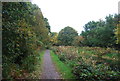 Towpath, Basingstoke Canal