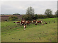 TL3874 : Cattle on the River Great Ouse bank by Hugh Venables