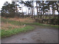 Farmers track off the A66 Darlington bypass