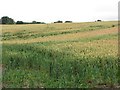 NJ7054 : Wheat, Muirden by Richard Webb