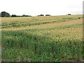 Wheat, Muirden