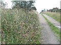 Thistles on the verge