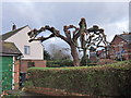 Tree by Oxford Road