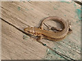TQ5479 : Common Lizard (Lacerta vivipara), Rainham Marshes by Stefan Czapski