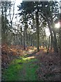 Forest path near Cave Pond