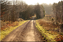 SK6069 : Route 6 through Sherwood Forest by Richard Croft