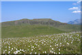 NG3526 : Cotton grass on Beinn na Cuinneig by Trevor Littlewood