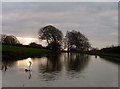 A swan on the Lancaster Canal