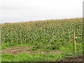 A crop of maize north of Milltown Road