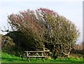 Hawthorn bush, Durlston Country Park, Dorset