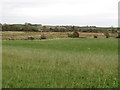 Bog land east of the Ardglass Road