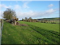 A felled tree beside the path from Easthope