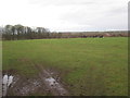 Horses near Bolham Hall