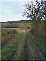 Bridleway up into Mogg Forest