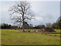 Sheep pasture, Vowchurch Common