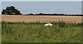 A small field, Ancroft