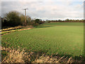 View towards Grove Farm, Capel St Mary