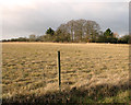 Tall trees beside the track to Jermyns and Grove Farms, Capel St Mary