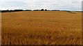 Barley, Auchenreath