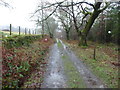 Track high in Coed-y-Brenin in December